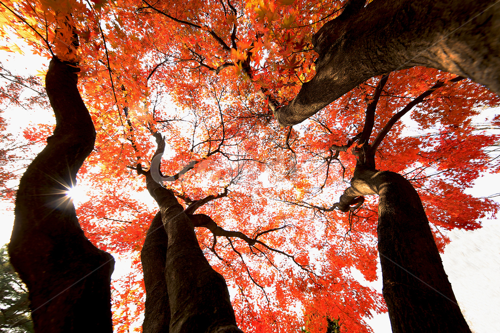 가을,단풍,낙엽,햇살,나무,가을,계절,fall,autumn,season,식물,자연,plants,nature,나무,trees,wood,tree,plant,maple,leaf,잎
