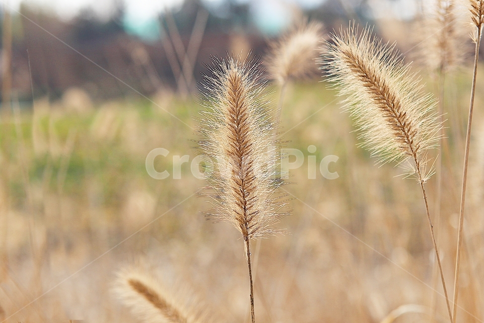 강아지풀,강아지풀꽃,꽃,잡초,가을,풀,야외,공원,가을,계절,fall,autumn,season,식물,자연,plants,nature