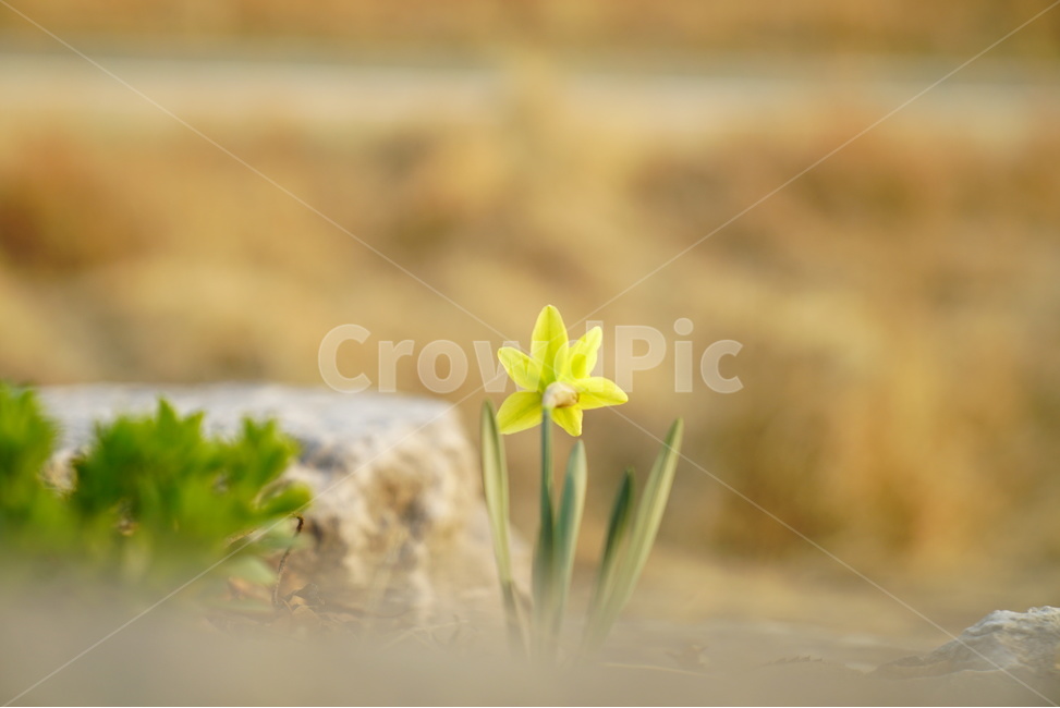 봄,클로즈업,꽃사진,꽃,수선화,봄,계절,spring,season,식물,자연,plants,nature,꽃,flower,plant,blossom