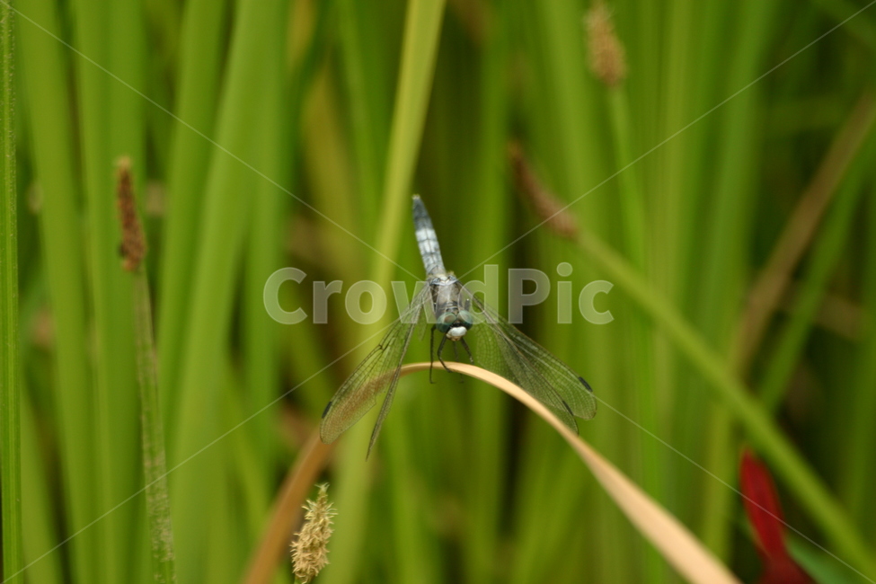 잠자리,dragonfly,곤충,insect,macro,fly,nature,green,bug,leaf,wings,closeup,animal,wildlife,damselfly,closeup,fauna,eyes,blue,summer,detail,insects,grass,garden,wing,wild,close,동물,animal,곤충,벌레,insect,bug