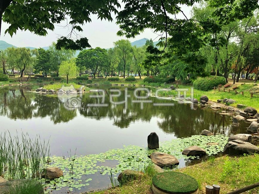 rest,green,nature,recreation,tree,leaf,water,healing,natural scenery,lotus leaf,outdoors,plant,sight,duckweed