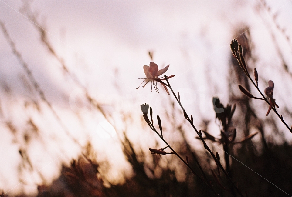 가우라,홍접초,필름사진,감성사진,필름감성,식물,자연,plants,nature,꽃,flower,감성,sensible,feeling