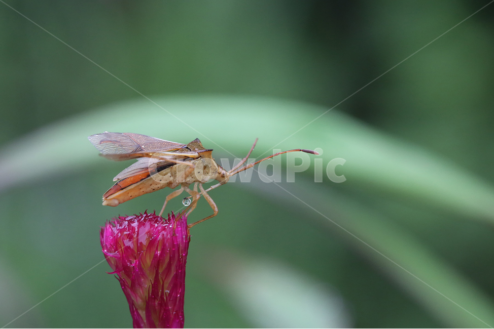 서울숲,곤충,꽃,분홍꽃,자연,flower,insect,bug,nature,식물,자연,plants,nature,꽃,flower,동물,animal,곤충,벌레,insect,bug