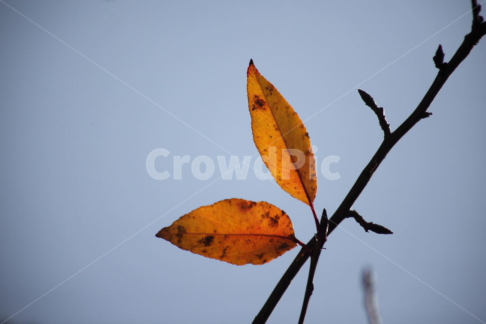 단풍,잎,식물,가을,redleaves,가을,계절,fall,autumn,season,식물,자연,plants,nature,veins,정맥
