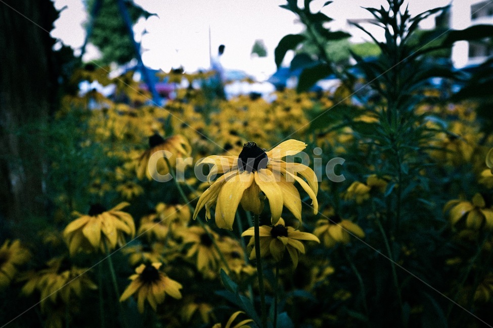 plant,식물,꽃,필름,감성,식물,자연,plants,nature,꽃,flower