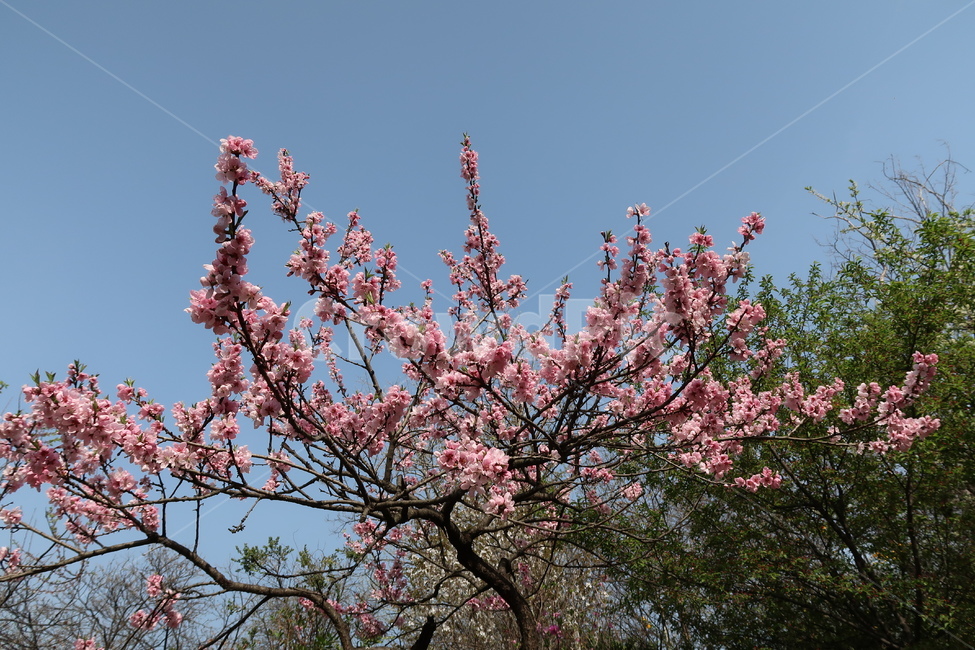 blossom,꽃,flower,벚꽃,plant,식물,vegetation,초목,forest,land,나무,나라,숲,woodland,outdoors,삼림지,nature,자연,tree