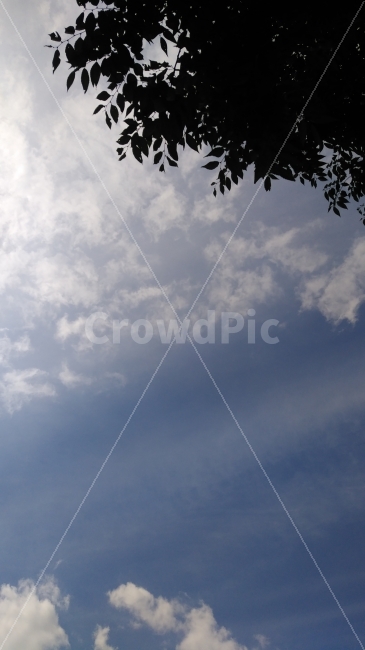 cloud,blue sky,tree leaves,clear,puffy clouds,autumn,Sunny