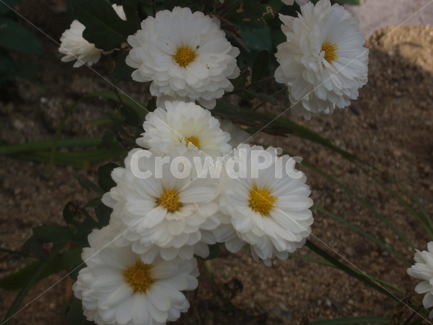 꽃,flower,화분,화단,식물