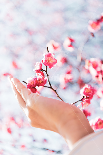 홍매화,봄,붉은꽃,빨강,분홍,매화,봄꽃,꽃나무,봄,계절,spring,season,식물,자연,plants,nature,꽃,flower,사람,인물,인간,human,person,신체일부,몸,body,감성,sensible,feeling,색깔,색상,색채,색감,color sense,color sensitivity,feeling of color,plant