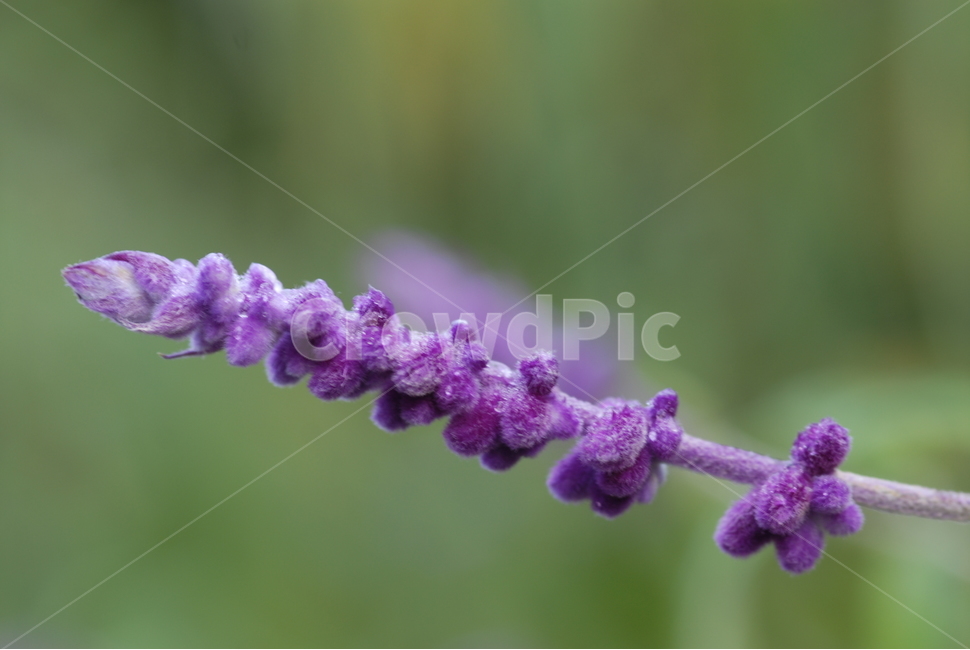 허브,식물,꽃,flower,보라색,야생화