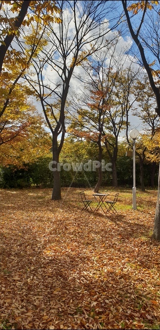 감성,가을,단풍나무,낙엽,하늘,구름,쓸쓸함,숲,햇빛,의자,수북히,쌓인,노란,울긋불긋,고요함,외로운,공간,가을,계절,fall,autumn,season,tree,나무,plant,식물,tree trunk,나무 줄기,ground,바닥