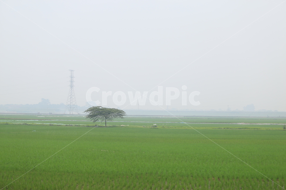field,들,outdoors,nature,자연,초목,plant,식물