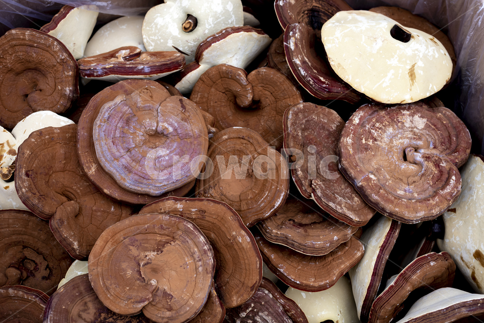 영지버섯,한약재,한방,약초,불로초,한의약,버섯,mushroom