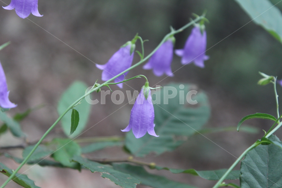 plant,식물,flower,꽃,blossom,식물,자연,plants,nature,꽃,flower