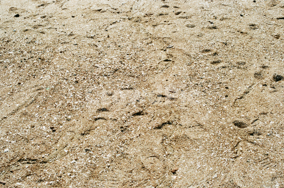 갯벌,해변,바다,갯모래,백사장,해변,바다,beach,sea