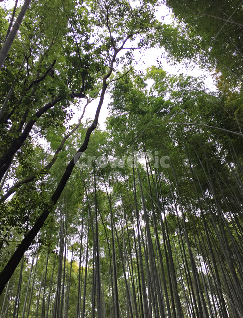 대나무,대나무숲,자연,풍경,봄,초록색,bamboo,forest,tree,nature,landscape