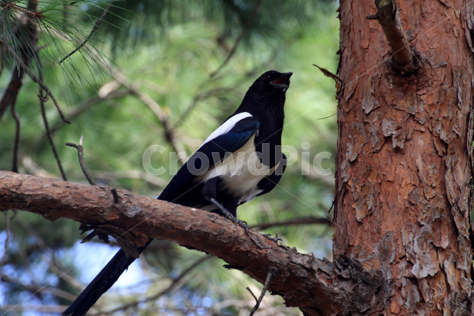 까치,동물,나무,클로즈업,animal,bird,새,동물,animal,조류,새,birds