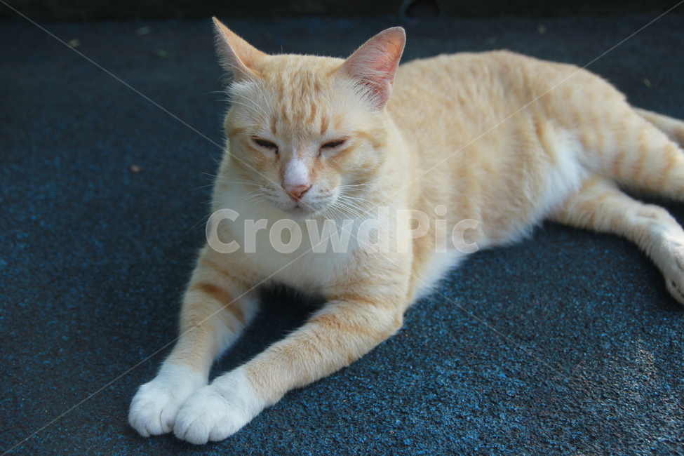 고양이,길고양이,동물,포유류,cat,동물,animal,포유류,mammal,고양이,cat,kitten,kitty