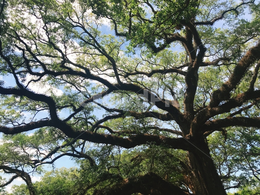 자연,나무,oak,떡갈나무,oaktree,초록,뻗어나감,식물,자연,plants,nature,나무,trees,wood