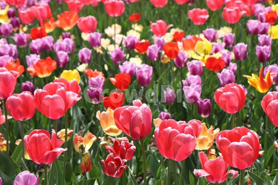 식물,blossom,꽃,flower,튤립,식물,자연,plants,nature,꽃,flower