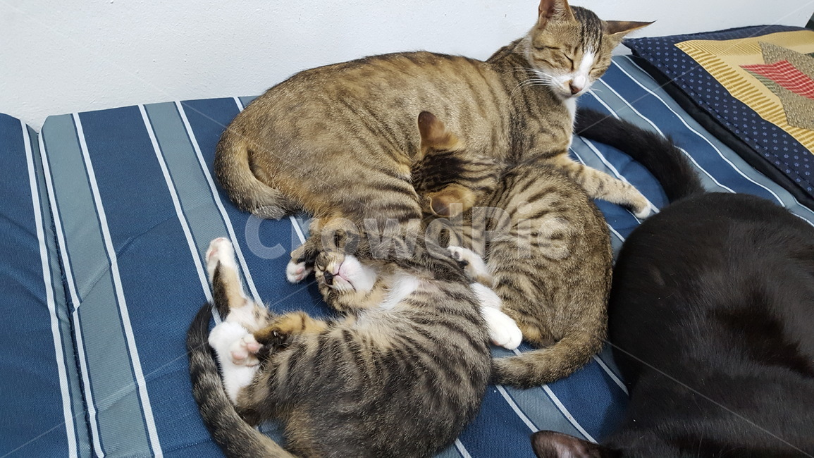 cat,고양이,길냥이,애완동물,힐링