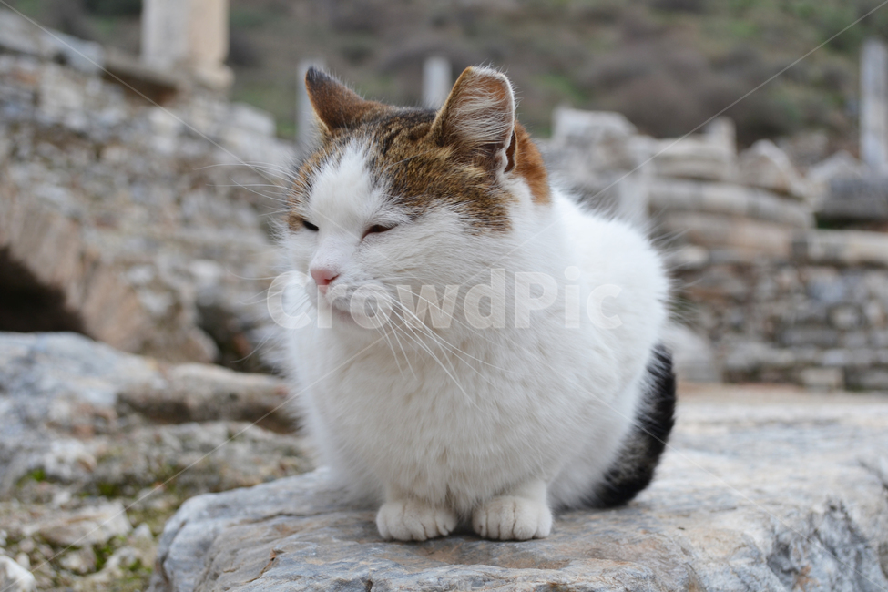 고양이,길고양이,길냥이,cat,streetcat,동물,animal,야생고양이,kitten,kitty,wildcat,동물,animal,포유류,mammal,고양이,cat,kitten,kitty