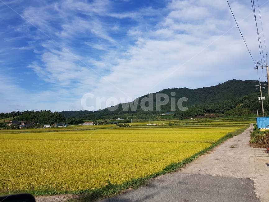 가을,벼,가을하늘,구름,하늘샥,파란샥,노란,추수,자연,풍경,nature,landscape,시골,마을,country,rural,town,grassland,목초지,field,들,outdoors,옥외,paddy field,패디 필드
