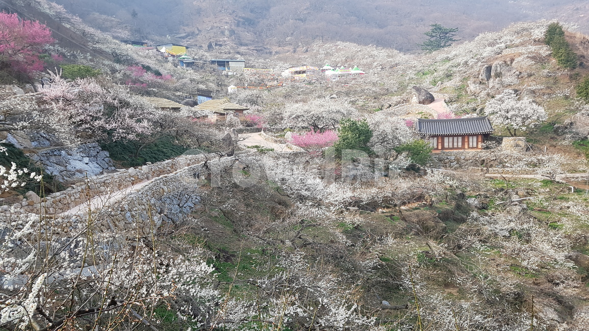 광양,매화,매화축제,광양매화마을,홍쌍리매화마을,시골,마을,풍경,landscape,country,rural,town