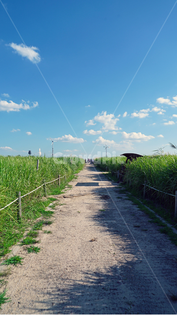 seoul,mapo,skypark,sky,cloud,sunshine,road,마포,하늘공원,풍경,구름,하늘,길,자연,풍경,nature,landscape,outdoors,옥외
