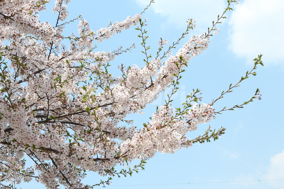 벚꽃,꽃,flower,봄꽃,cherryblossom,벚나무