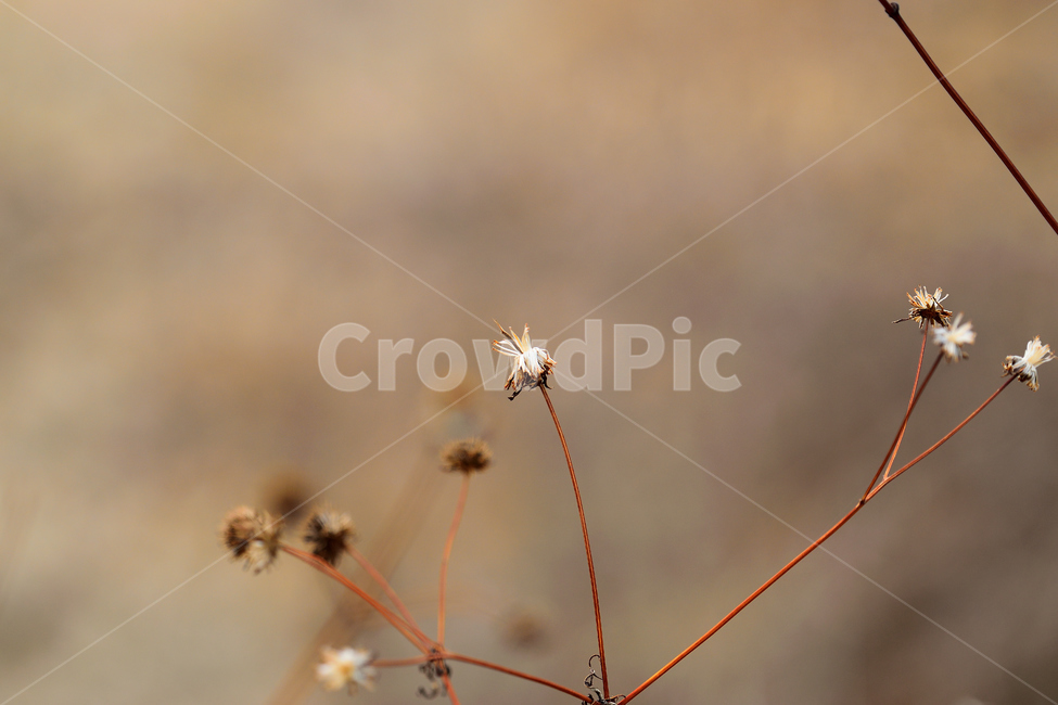 분위기,감성,겨울,가을,식물,식물,자연,plants,nature