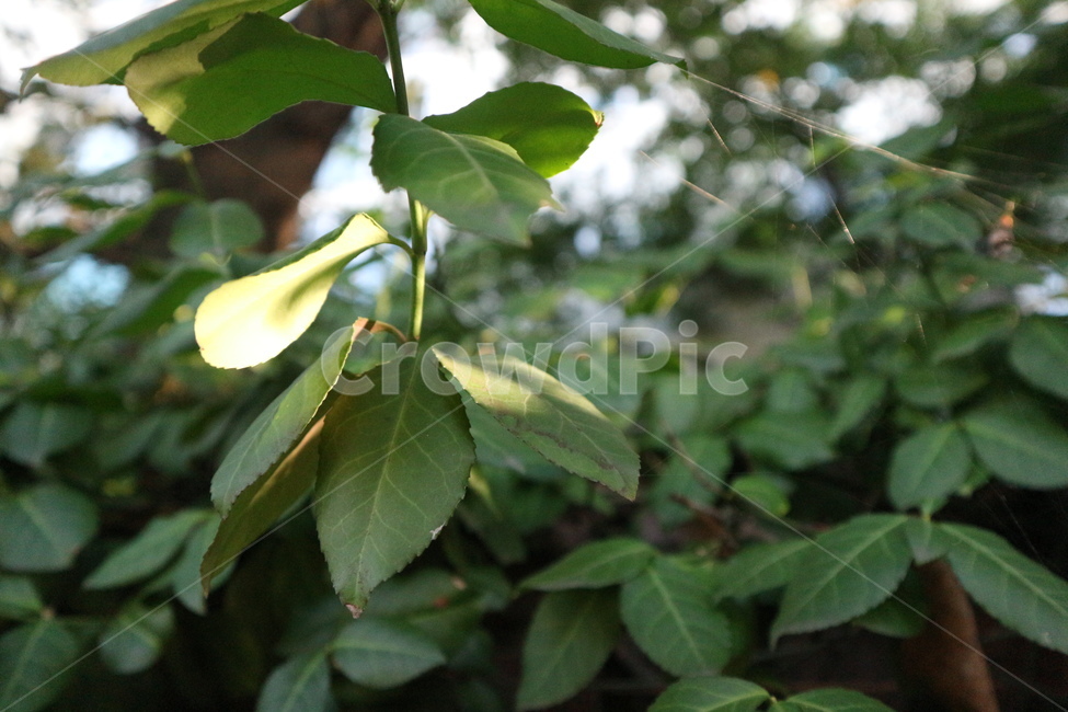 식물,초록,자연,green,나뭇잎,식물,자연,plants,nature