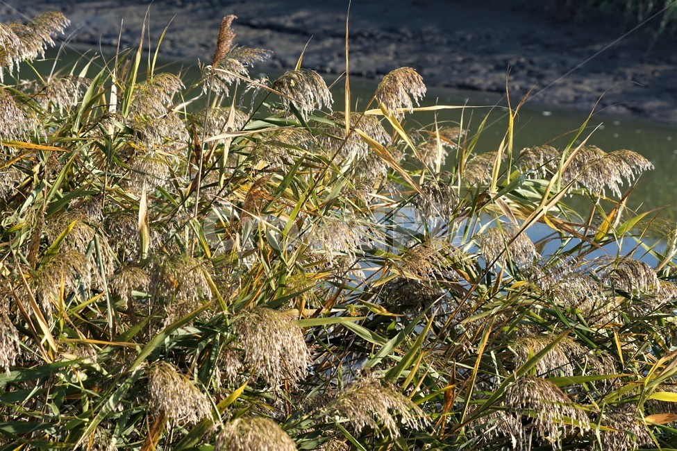 가을,갈대,자연,식물,갯벌,산,감성,nature,fall,autumn,가을,계절,fall,autumn,season,grass,잔디,plant,vegetation,초목