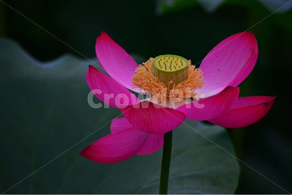 flower,blossom,꽃,petal,꽃잎,plant,식물,부여,궁남지,연꽃축제,수련,연꽃,홍연