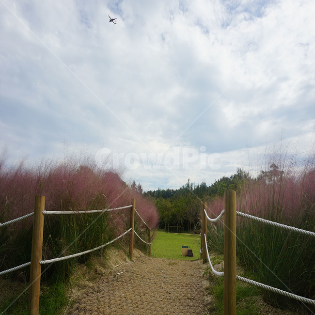 비행기,자연,핑크뮬리,꽃,하늘,자연,풍경,nature,landscape