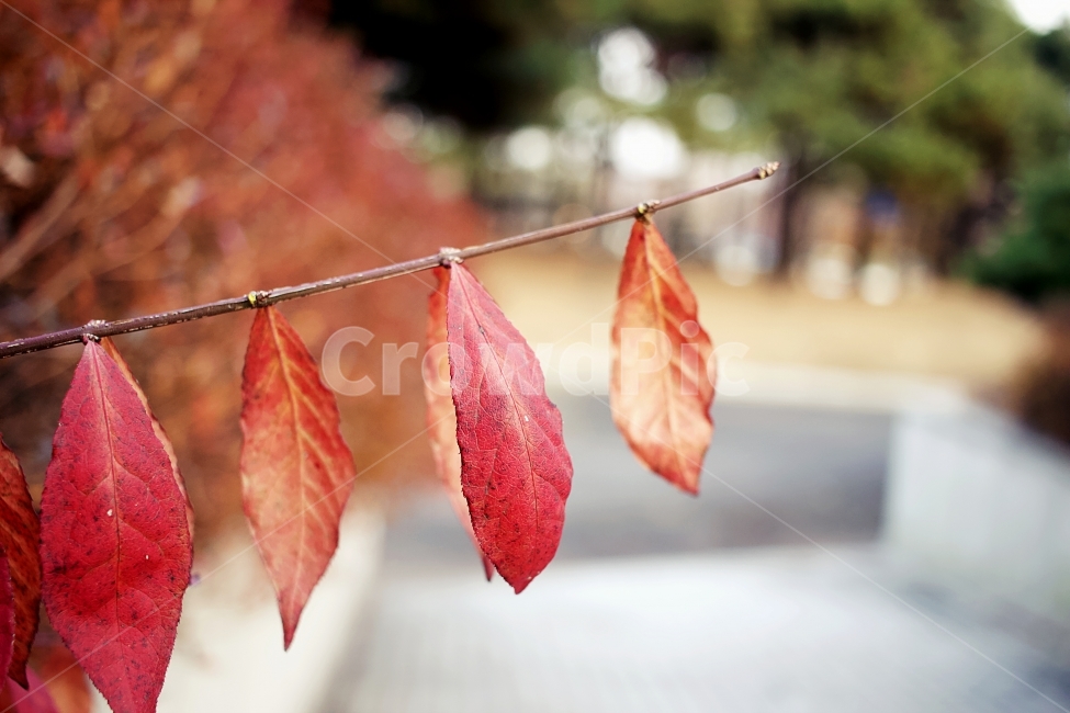 나뭇잎,단풍,한국,나무가지,나무,가을,계절,fall,autumn,season,식물,자연,plants,nature,leaf,잎,plant