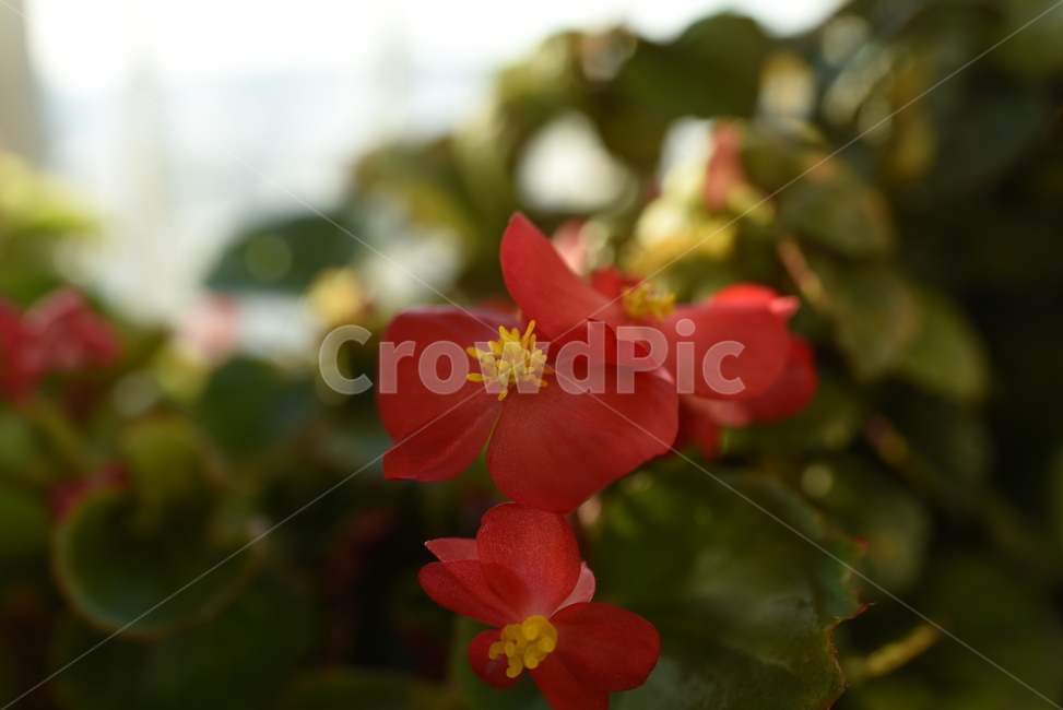 꽃,빨강,red,자연,식물,빛,식물,자연,plants,nature,꽃,flower