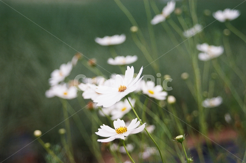 꽃,식물,flower,daisy,blossom,식물,자연,plants,nature,꽃,flower