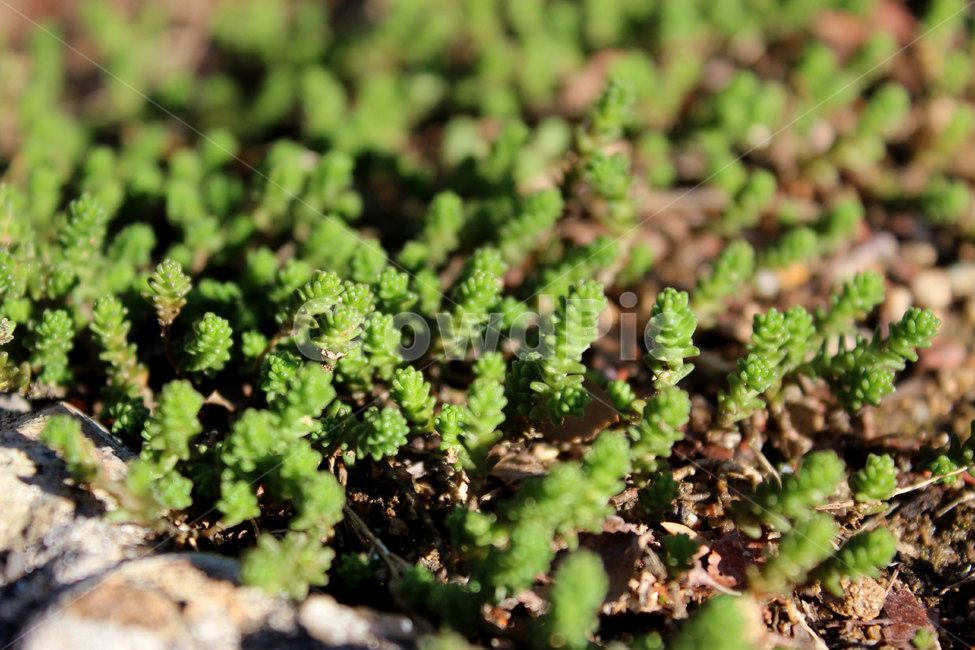 plant,식물,moss,이끼,bush,부시,vegetation,초목,식물,자연,plants,nature
