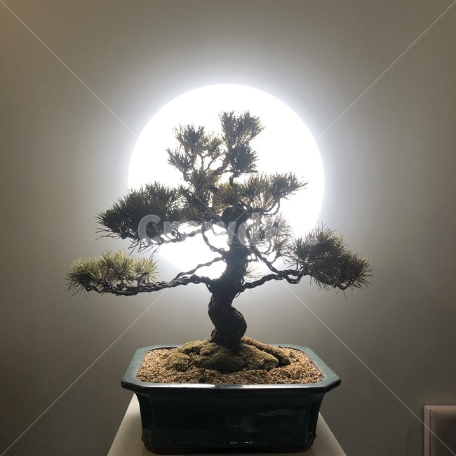 나무,항아리,tree,vase,화분,도자기,jar,식물,plant
