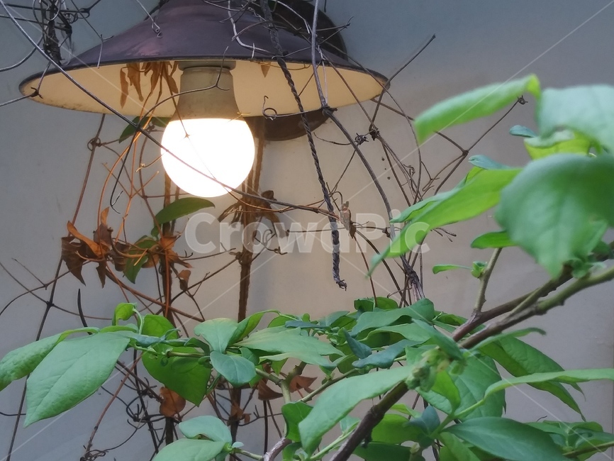 전등,나뭇잎,오래된,전등불,차분한,조화,배경화면,갈색,초록,comfortable,brown,harmony,balance,leaf,light,electriclamp