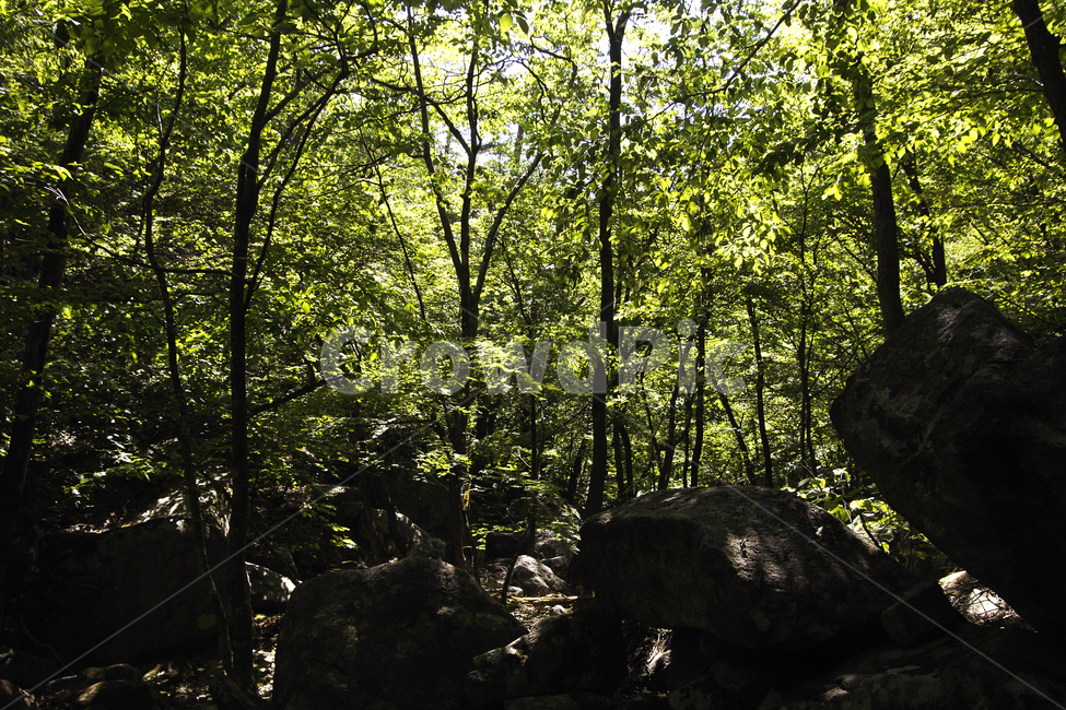 plant,식물,vegetation,초목,woodland,삼림지,숲,forest,작은숲,jungle,밀림,grove,nature,자연,등산,자연,풍경,nature,landscape