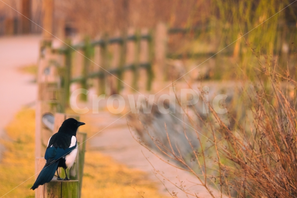 까치,울타리,동물,아침,시선,동물,animal,조류,새,birds