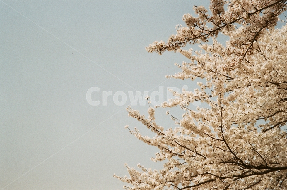 벚꽃,벚꽃놀이,봄나들이,꽃놀이,봄,봄,계절,spring,season,plant,식물