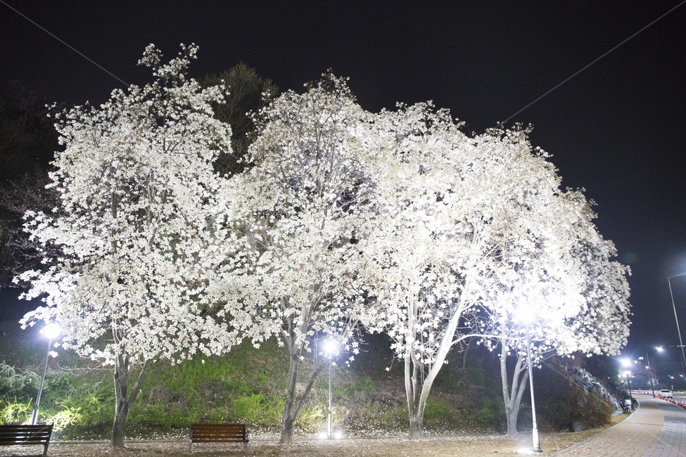 목련,봄,야경,꽃,카이스트,목련마당,봄,계절,spring,season,자연,풍경,nature,landscape,야경,밤,nightscape,night,식물,plants,나무,trees,wood,outdoors,옥외,ice,빙