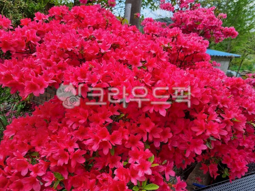 꽃,flower,철쭉,영산홍,붉은꽃,꽃잎