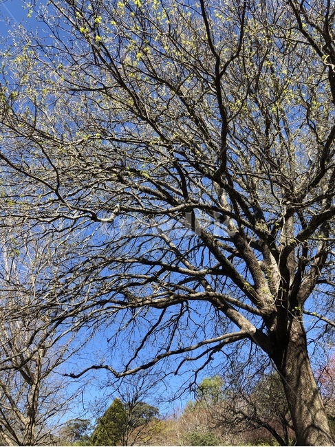 자연,treetrunk,tree,나무,나무줄기,식물,plant