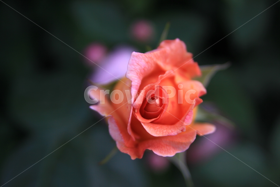 장미,5월의꽃,5월,장미꽃,봄,꽃의여왕,식물,자연,plants,nature,꽃,flower