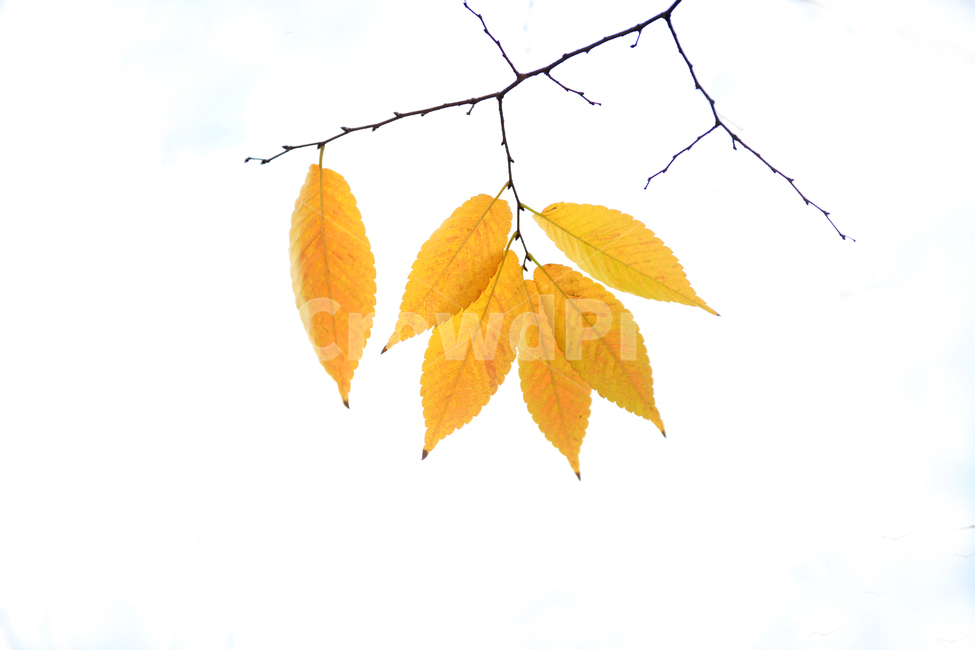 낙엽,단풍,가을단풍,붉은단풍,단풍잎,식물,자연,plants,nature