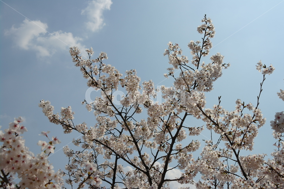 벚꽃,꽃,봄,하늘,자연,봄,계절,spring,season,식물,자연,plants,nature,꽃,flower,plant,blossom